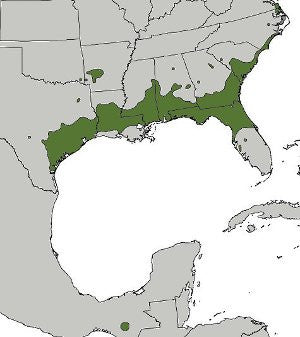 Where Does Yaupon Grow? An Inside Look of Yaupon's Natural Range