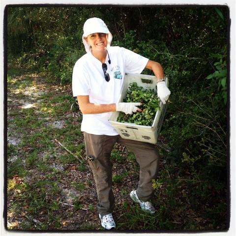 Tea made from Florida’s yaupon a wonderful discovery