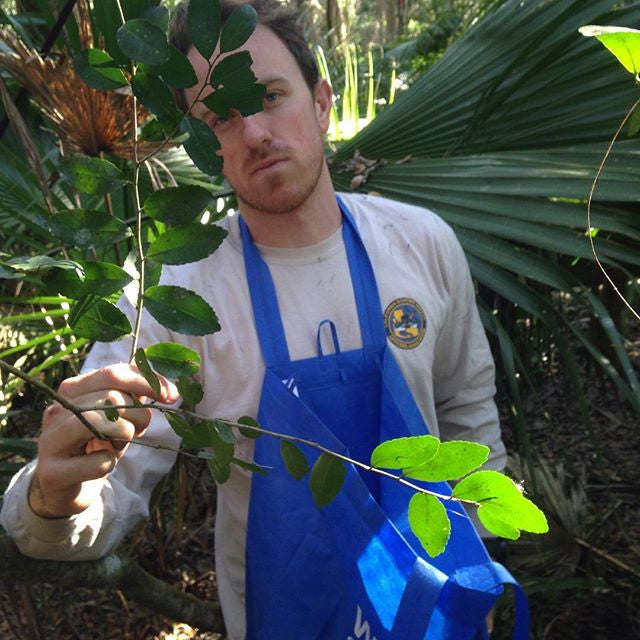 Spring Flush Harvest Update! ----March 1st, 2016