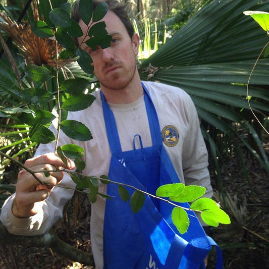 Spring Flush Harvest Update! ----March 1st, 2016