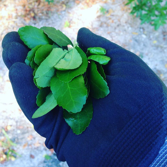 Yaupon Brothers Purchases Land in Central Florida