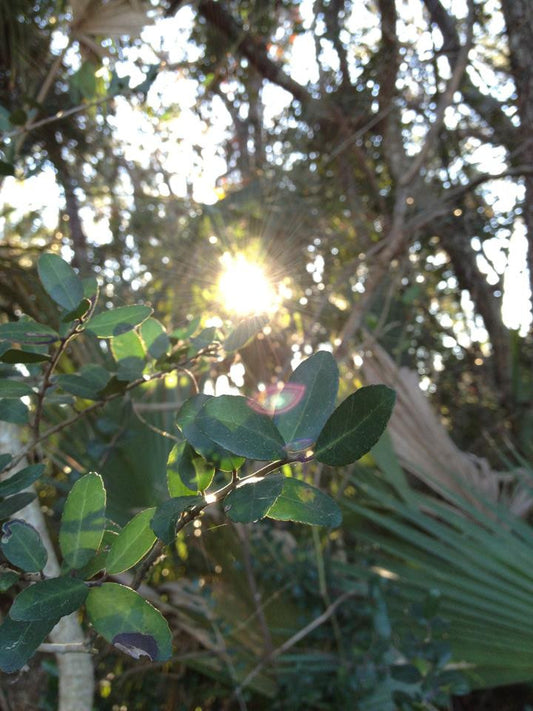 Daytona Beach News-Journal: Yaupon Tea Founder Addresses Forum