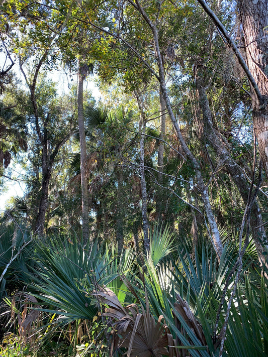 Domestic, Local, and Internationally Grown Products and Their Carbon Footprint