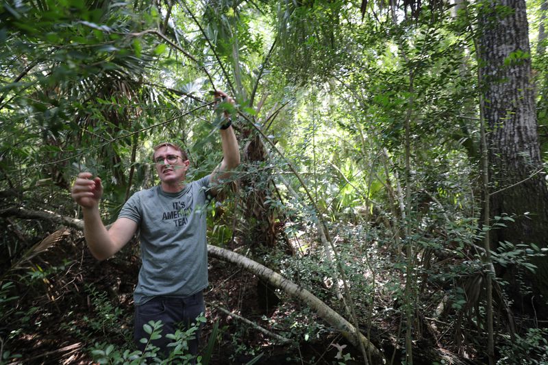 Yaupon ‘tea’ grows wild in Florida and could help struggling citrus farmers someday - from Orlando Sentinel