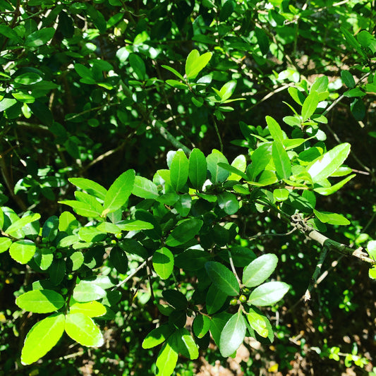 Yaupon — an academics discovery of reverence and altruism in a tea company. From Dr. David Brock