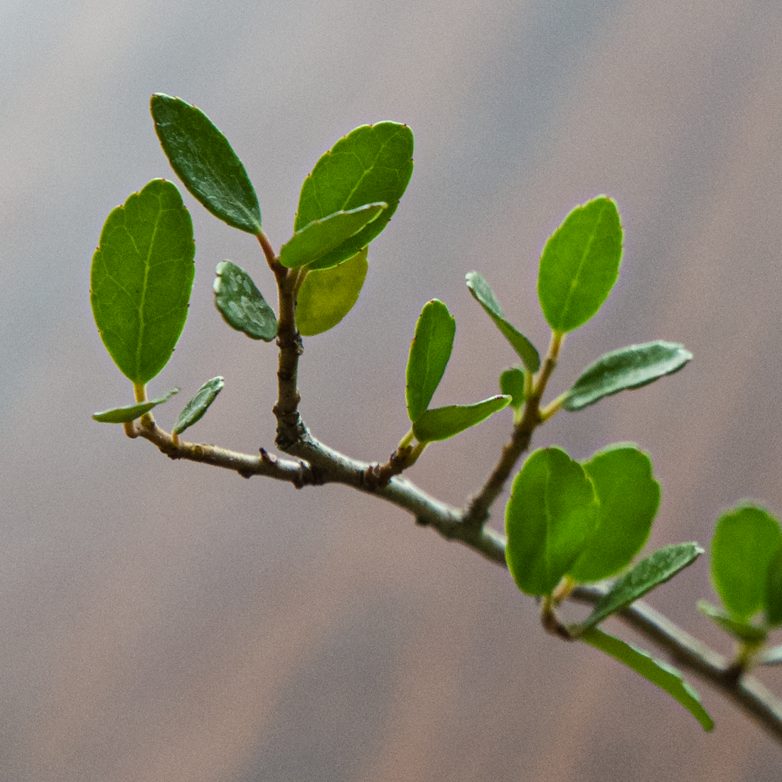 organic tea leaf for brewing organic loose leaf tea
