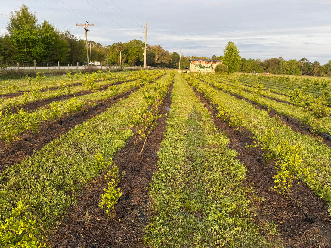 Could Yaupon Be Florida’s Next Big Crop?