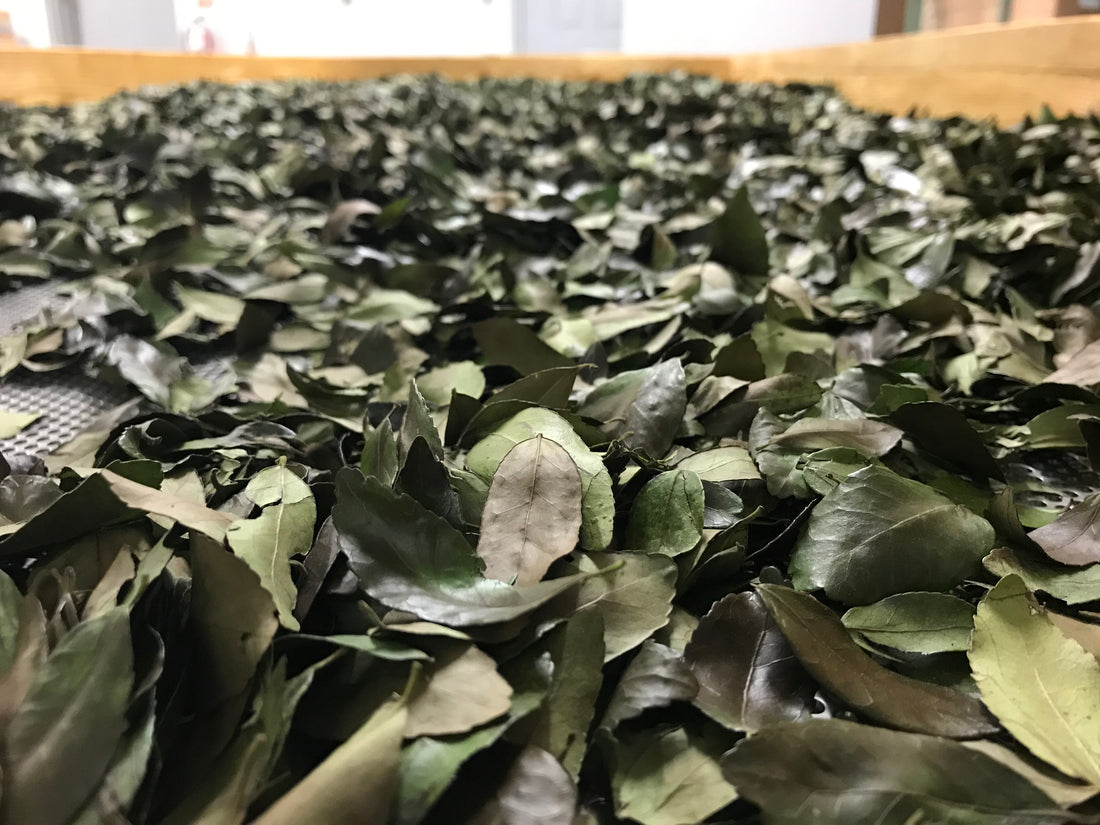 Yaupon vs. Tea - What are the Differences and Similarities?