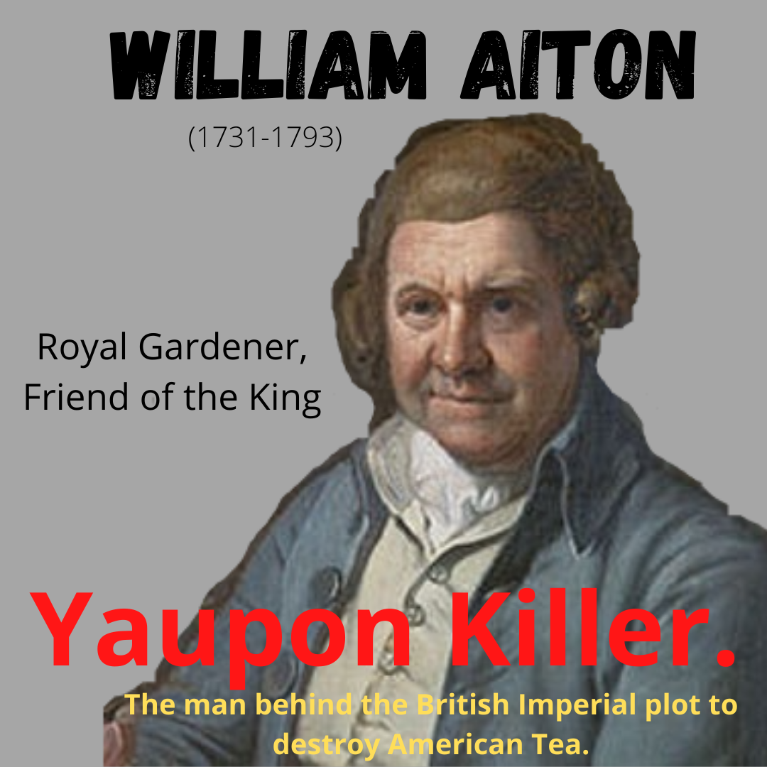 Yaupon Holly:  A Tale of Tea, Sugar, Slavery and Slander - by Mark Steele