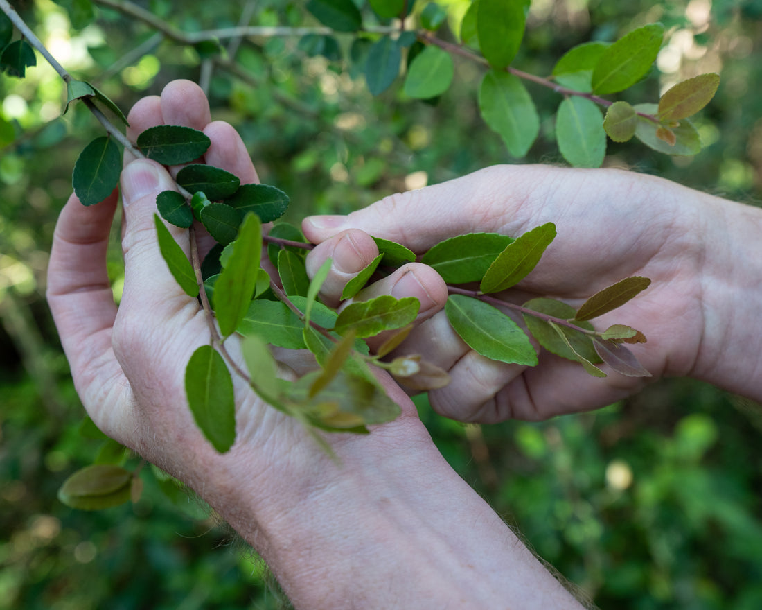Big Happenings at Yaupon Brothers!