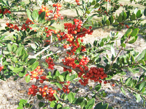 Florida Friendly Plant of the Week: Yaupon Holly