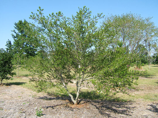 Yaupon Holly Could Be Savior For Florida Agriculture