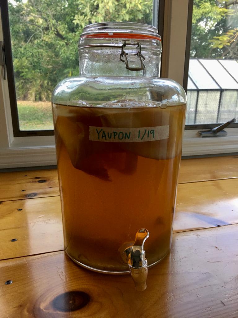 OMG YAUPON KOMBUCHA RECIPE: Yaupon Kombucha from Chef and Fermentation Expert Jackie Vitale