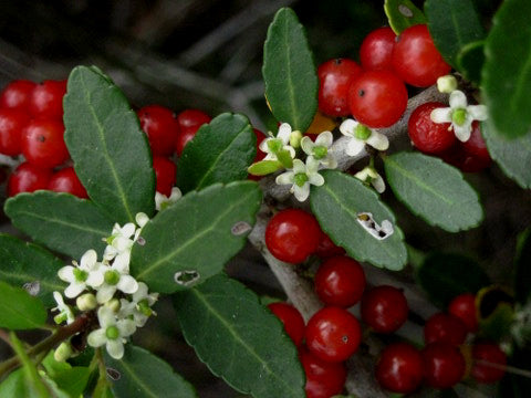 Flower Friday: Yaupon holly - Florida Wildflower Foundation
