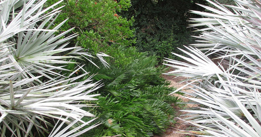 Yaupon Brothers and Sweetgrass Trading: An Entry from Molly Roe