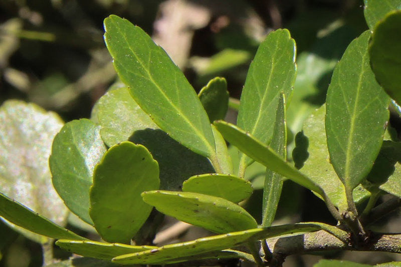 NPR: Here's The Buzz On America's Forgotten Native 'Tea' Plant