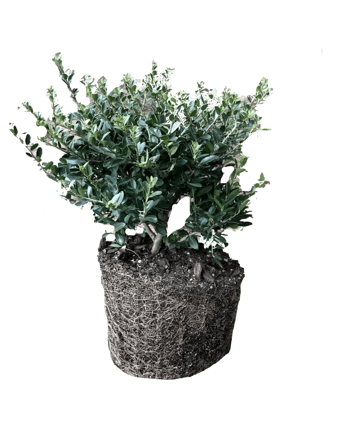 
                  
                    Retail Online Live Yaupon Tree (1 gal) - Dwarf
                  
                